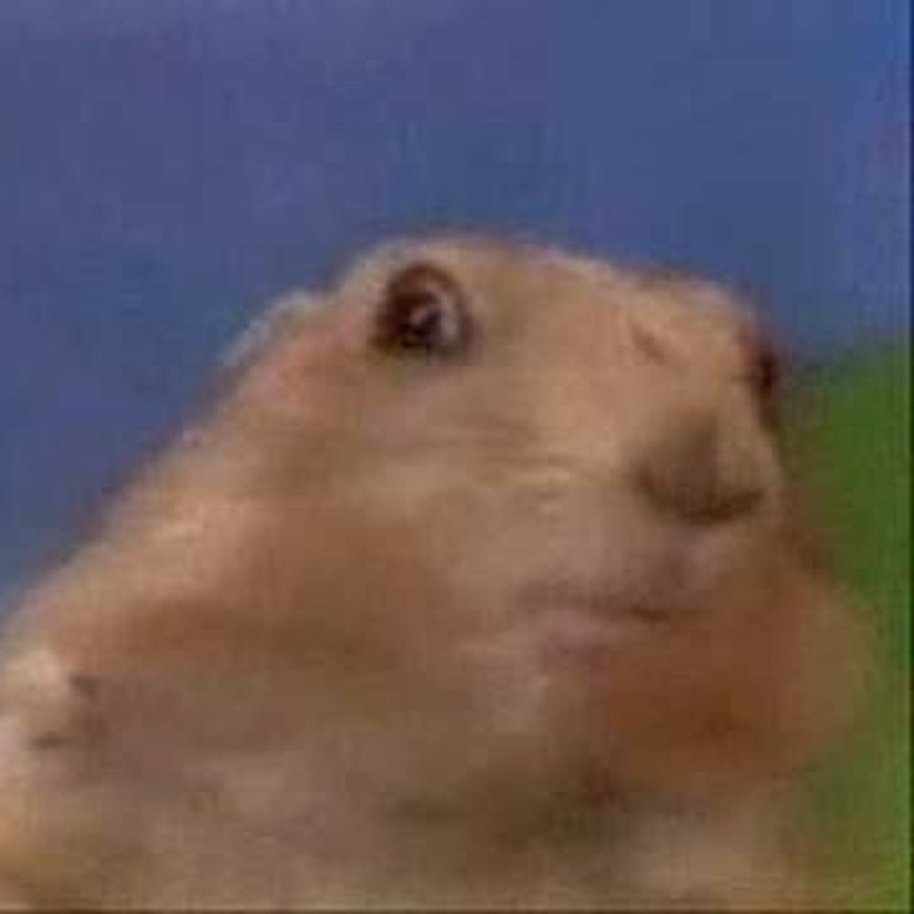 marmot