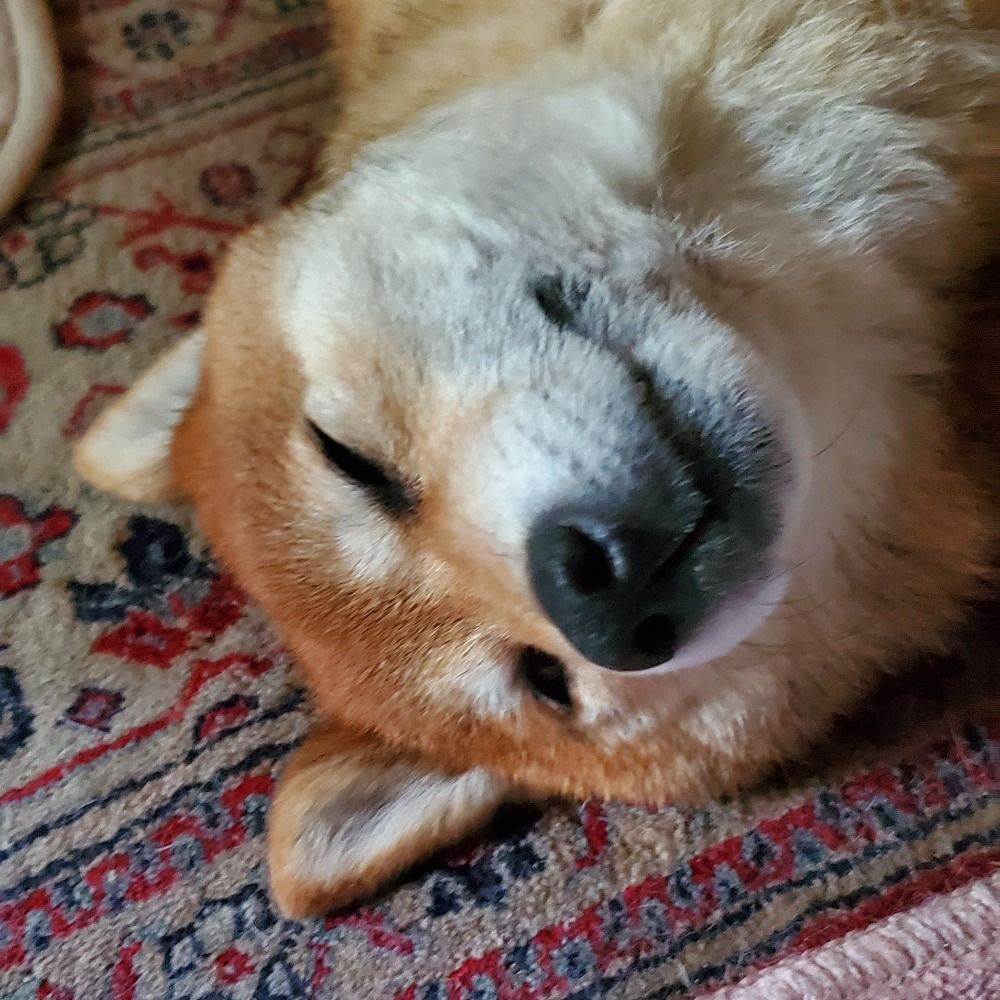 ことは