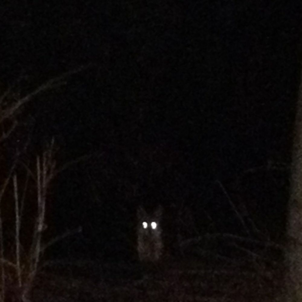 Hound