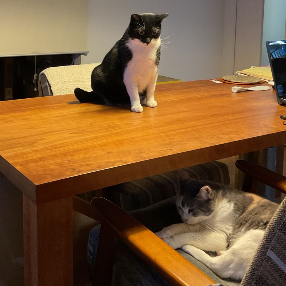 CatandPurl