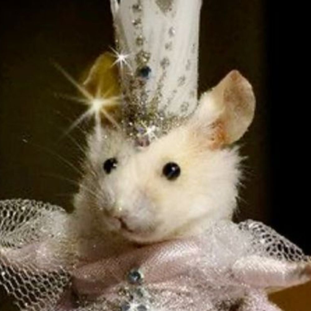 Rats?!