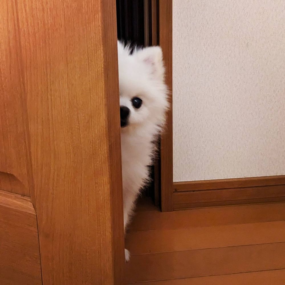 てるちょこ