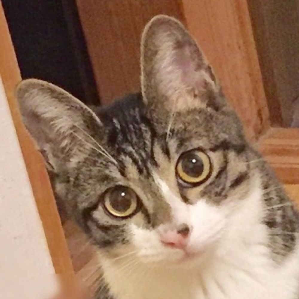 もちにゃー