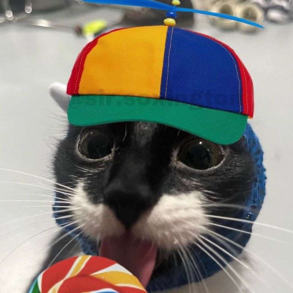 KiwiiCat