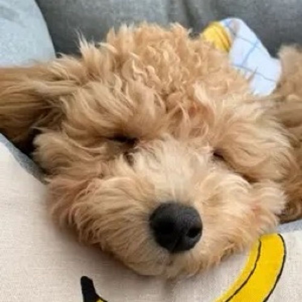 カリカリベーコン