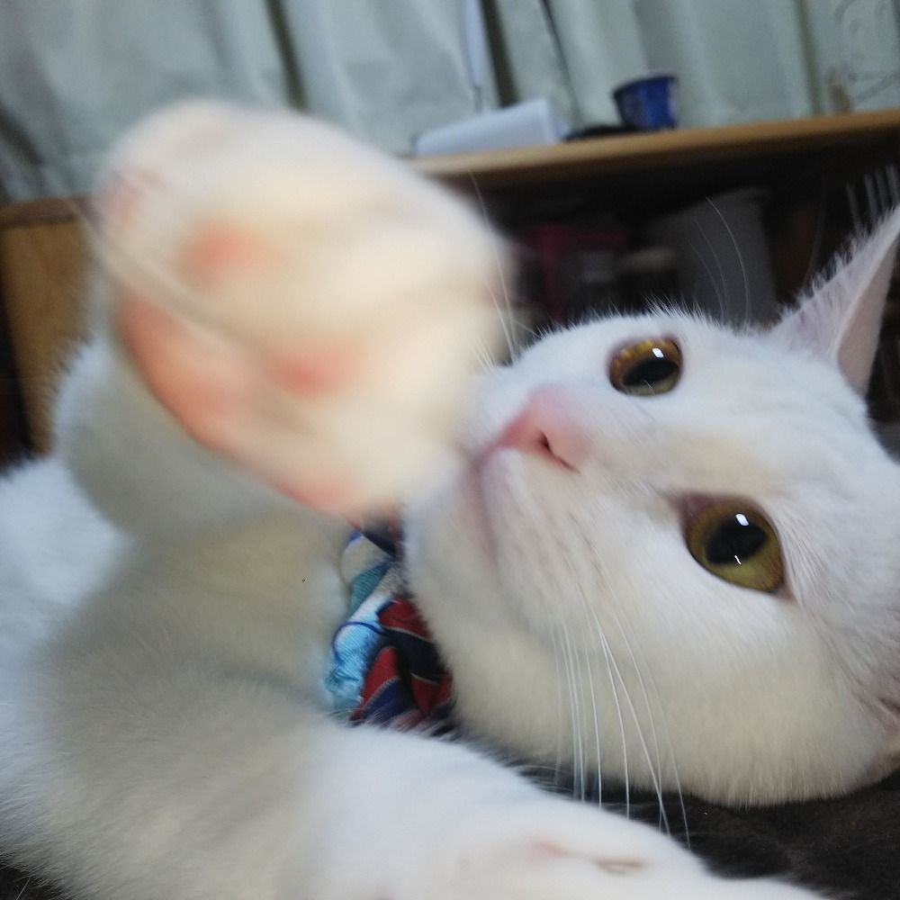 せっちゃん
