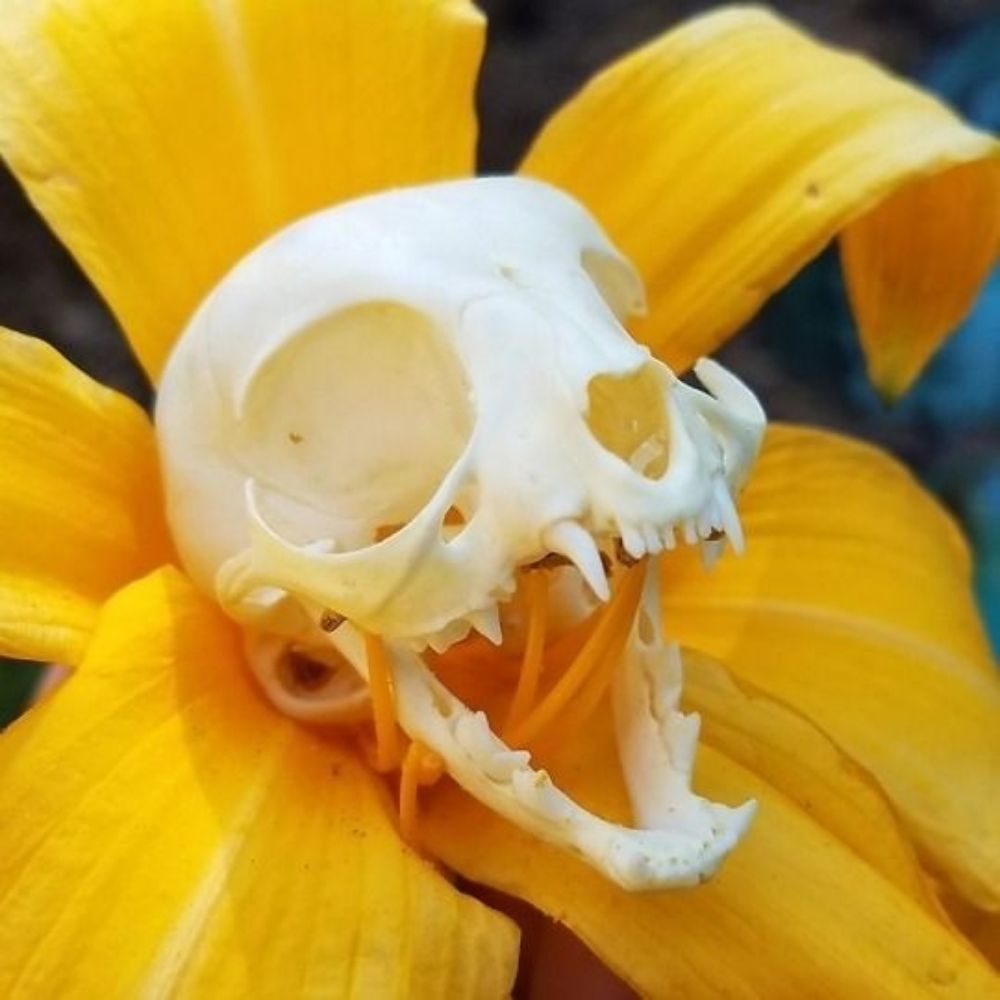 morana