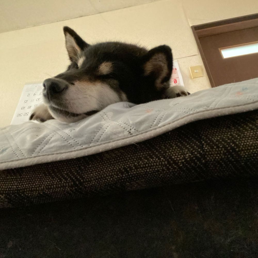 黒柴。