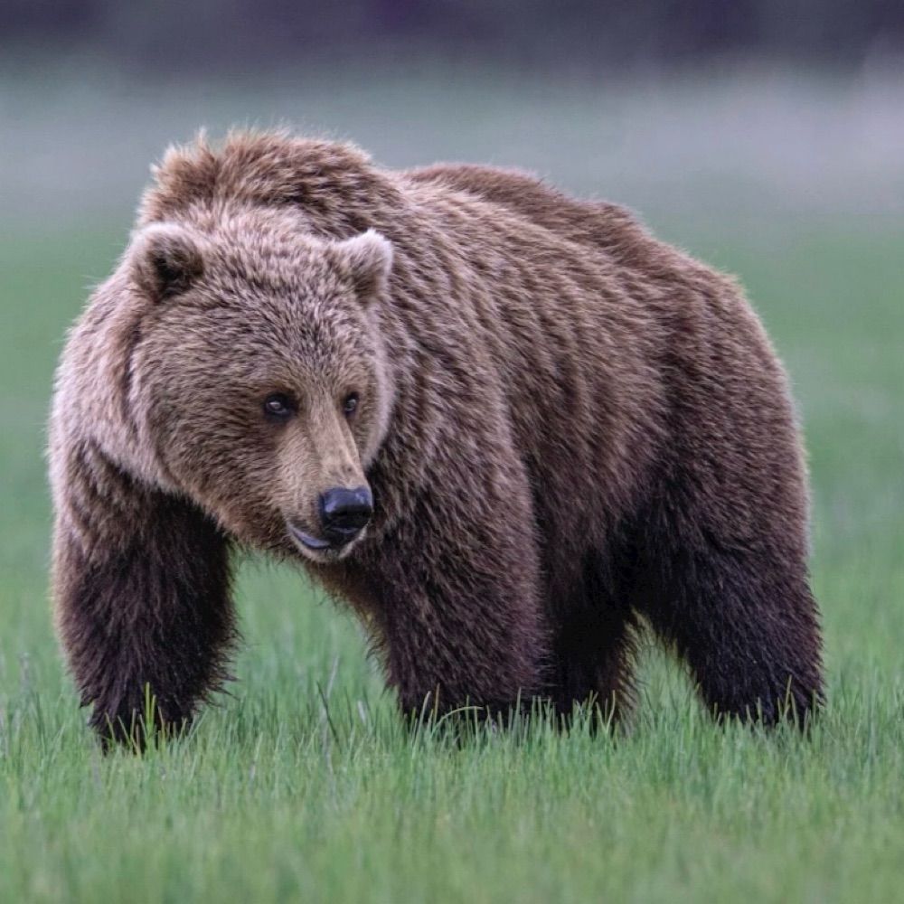 TheBigBearman
