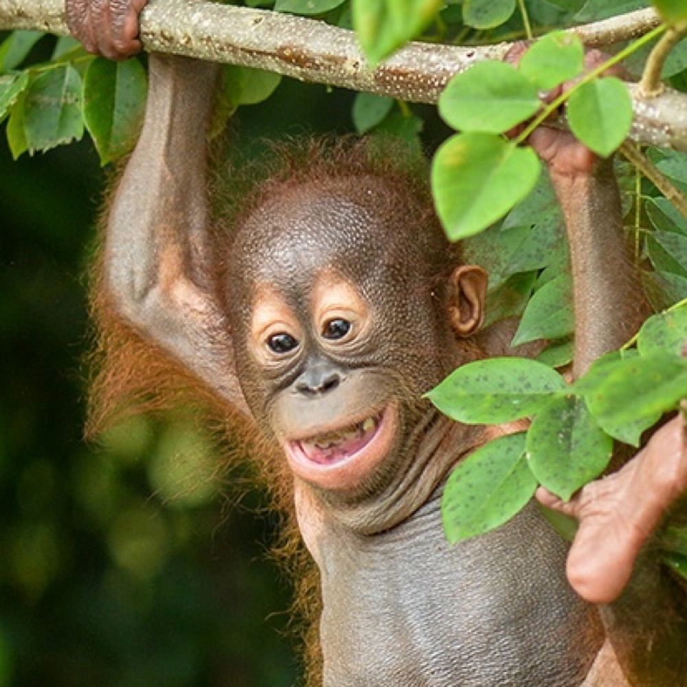 TheCheetoFlavoredChimp (formerly Triceratops98)