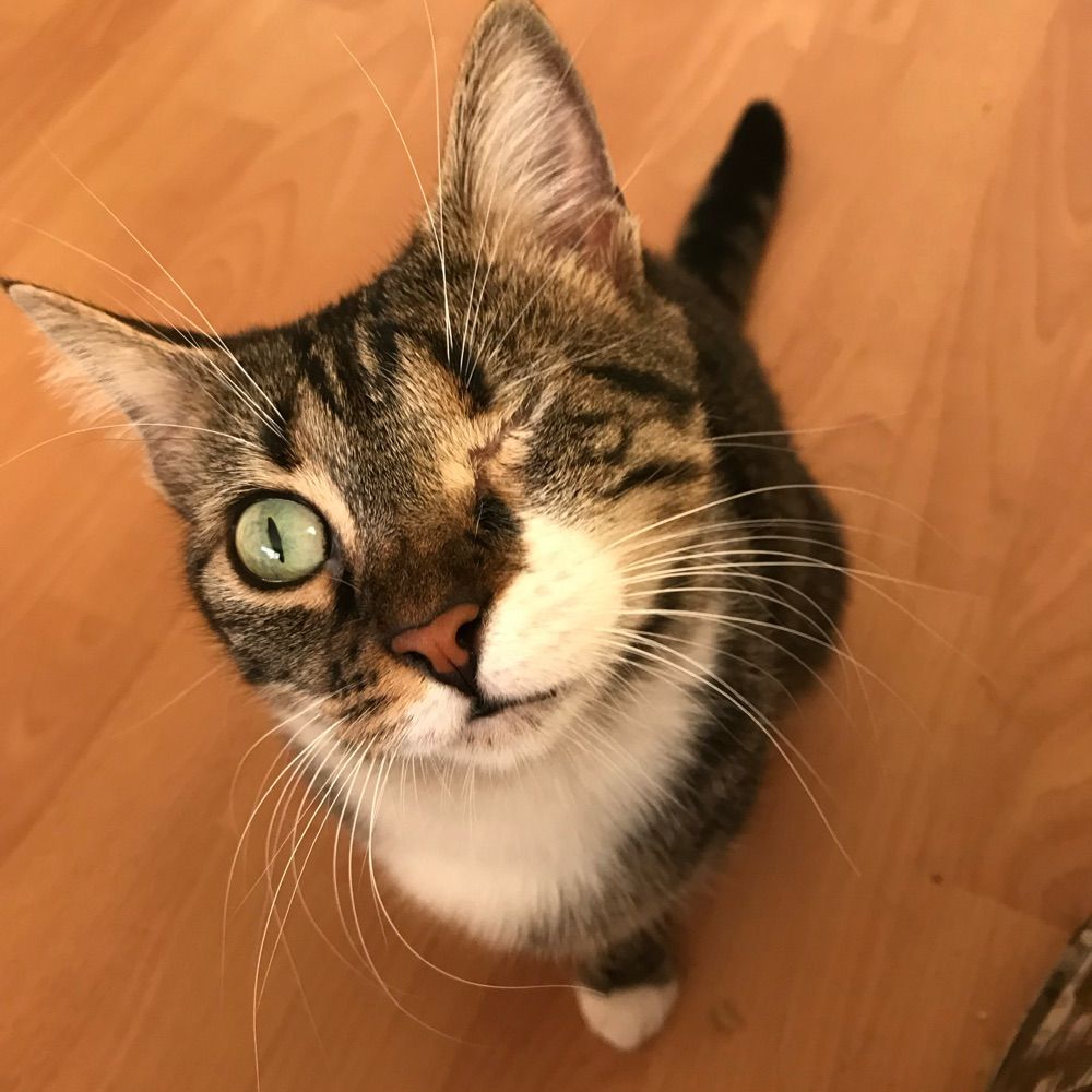Pixie
