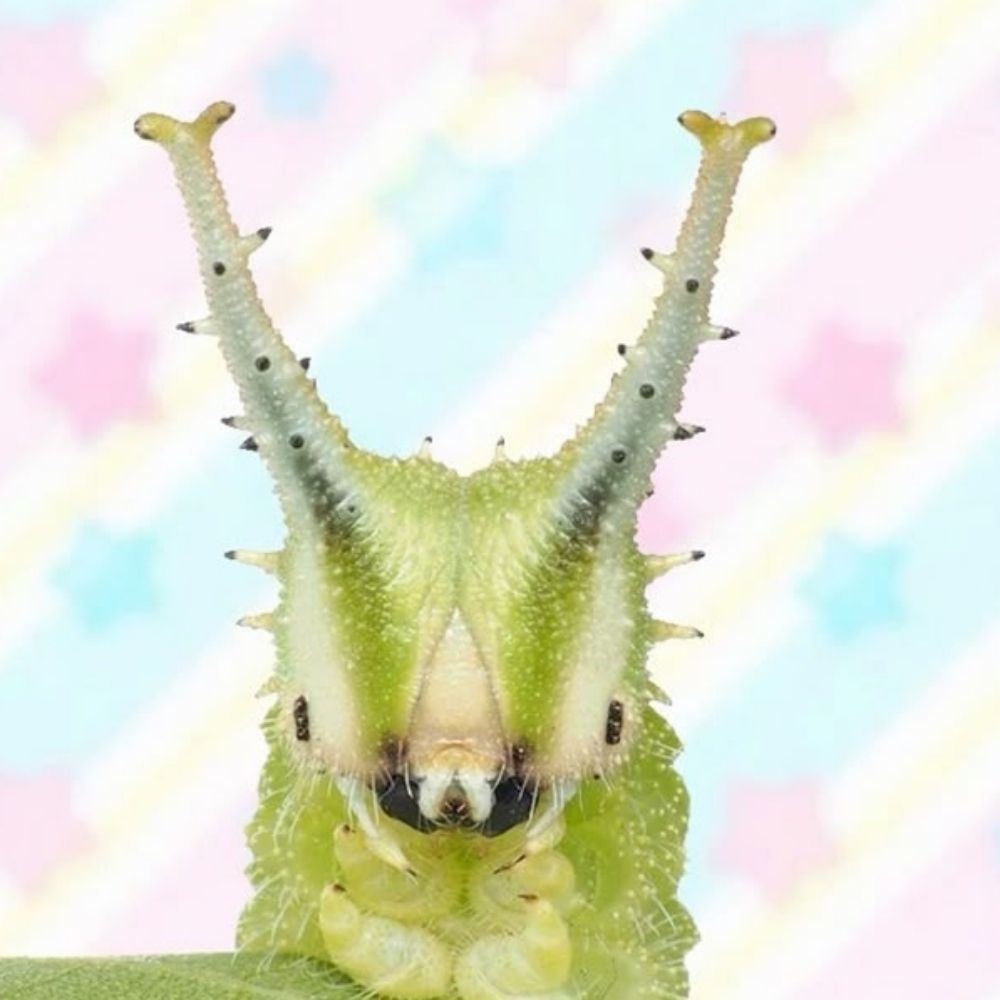 🐛 BRB.com7 🍎