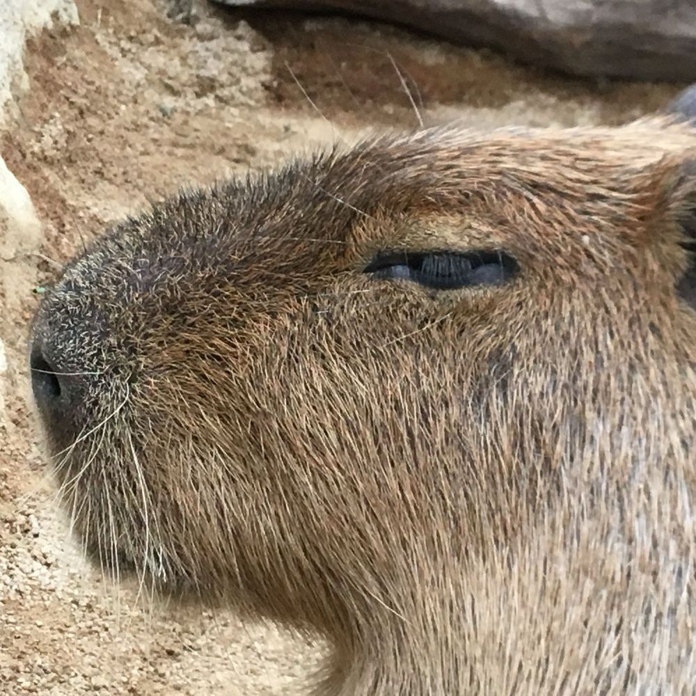 サン