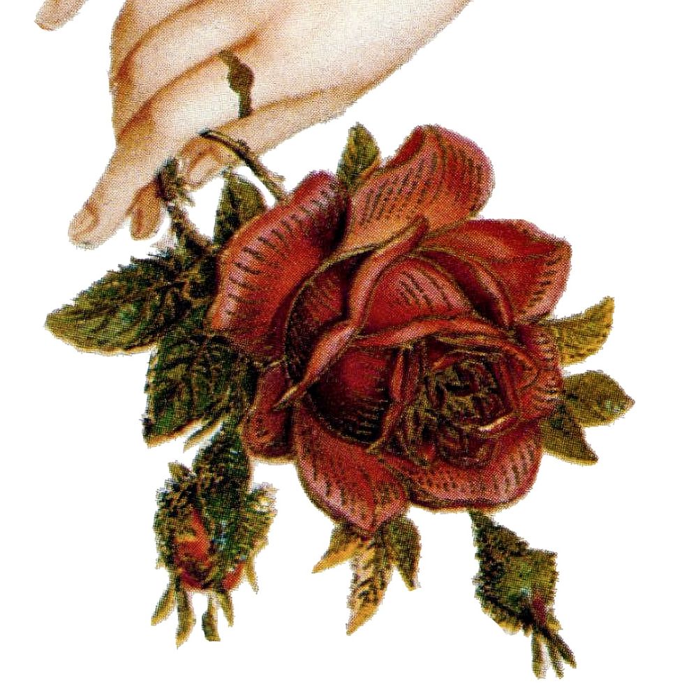 morosa