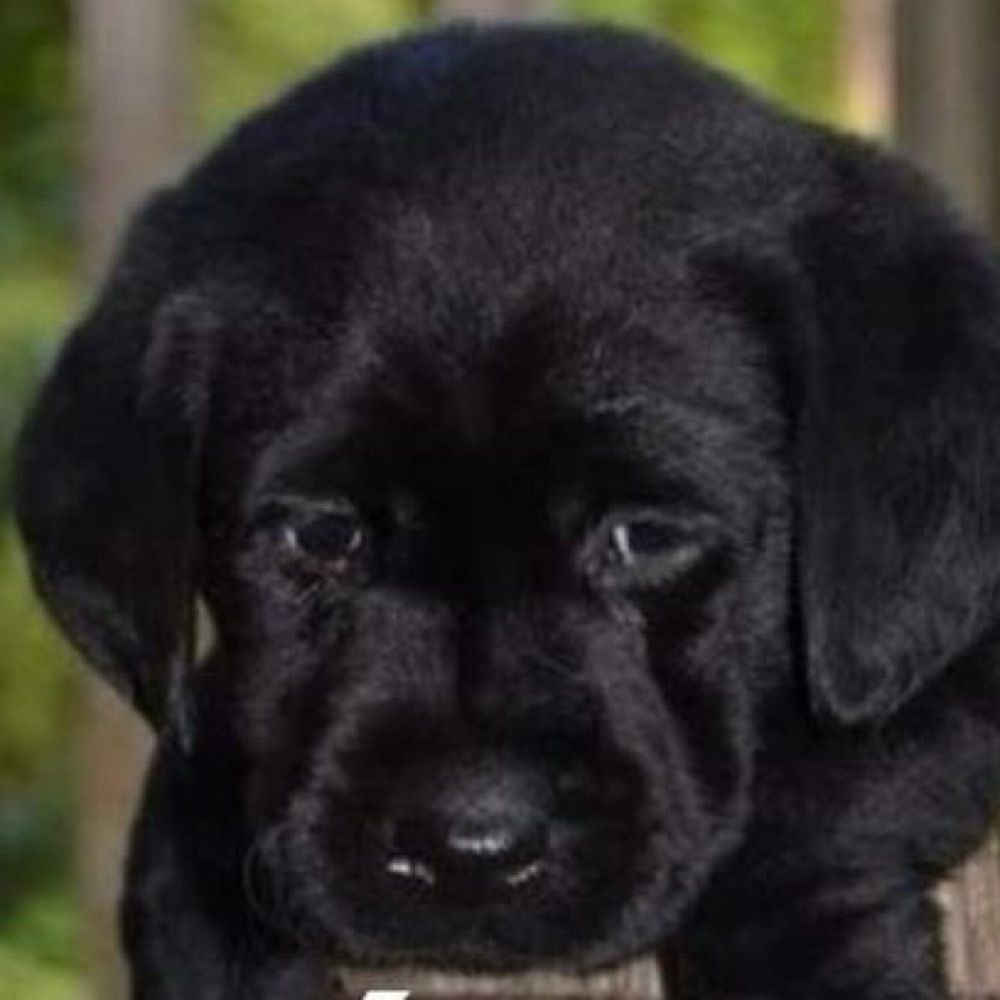 madison beer da silva souza pereira lima jr.