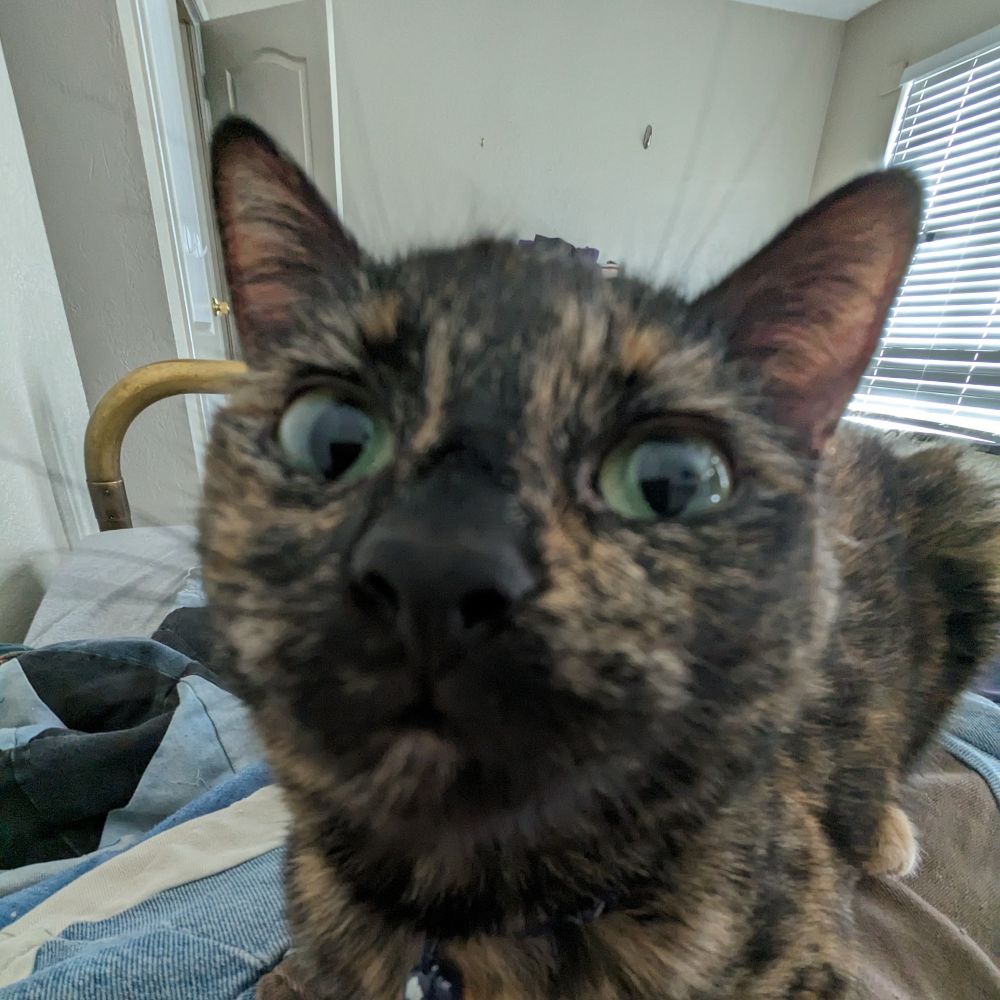 Dev