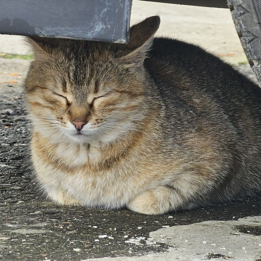 pspspsyu (syu)