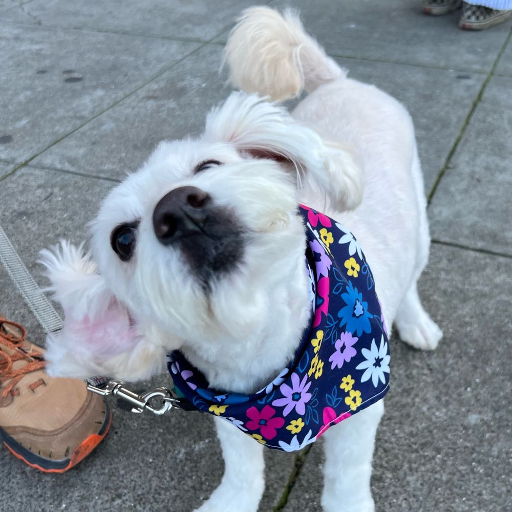 𝔏𝔦𝔩 𝔑𝔞𝔰 𝔢𝔛𝔱𝔯𝔞 🐶🤠𓍯🏳️‍🌈