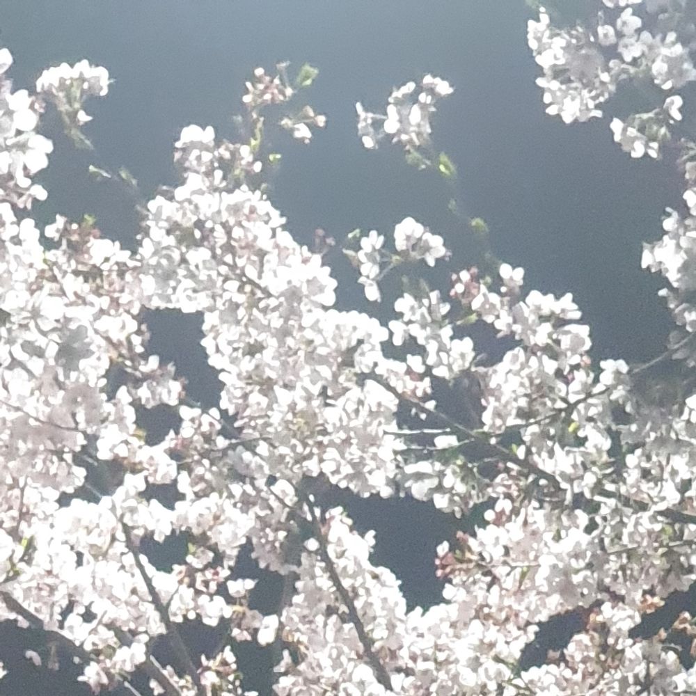 앨리스 로버츠