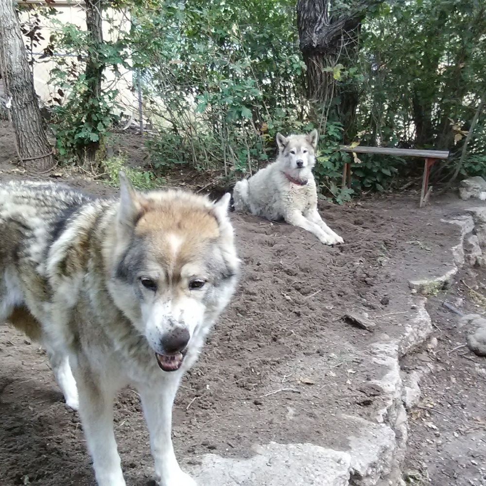 Lost Alaskan Wolf