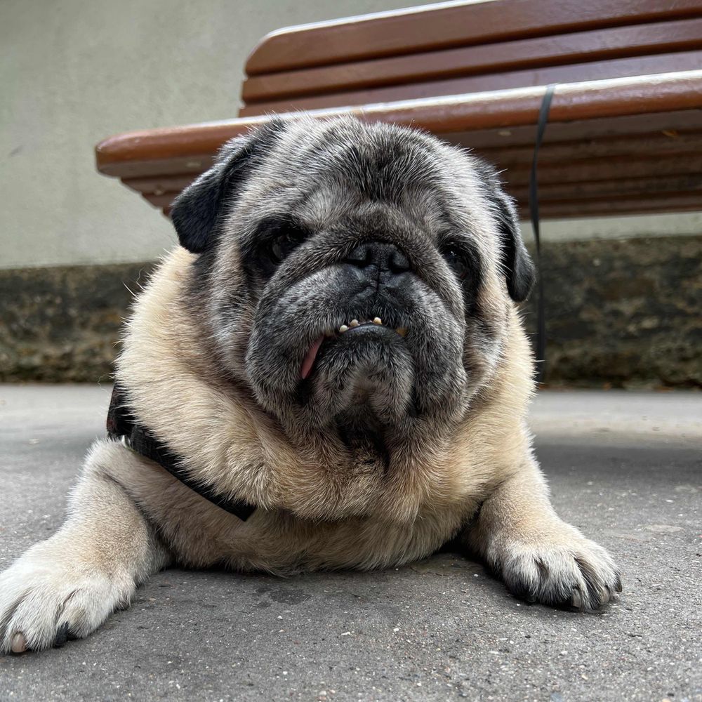 FredThePug