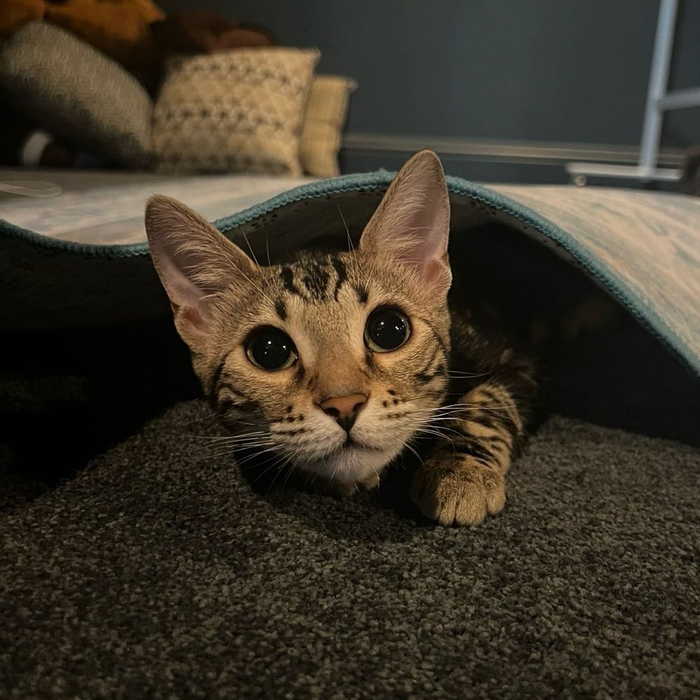 Skippy