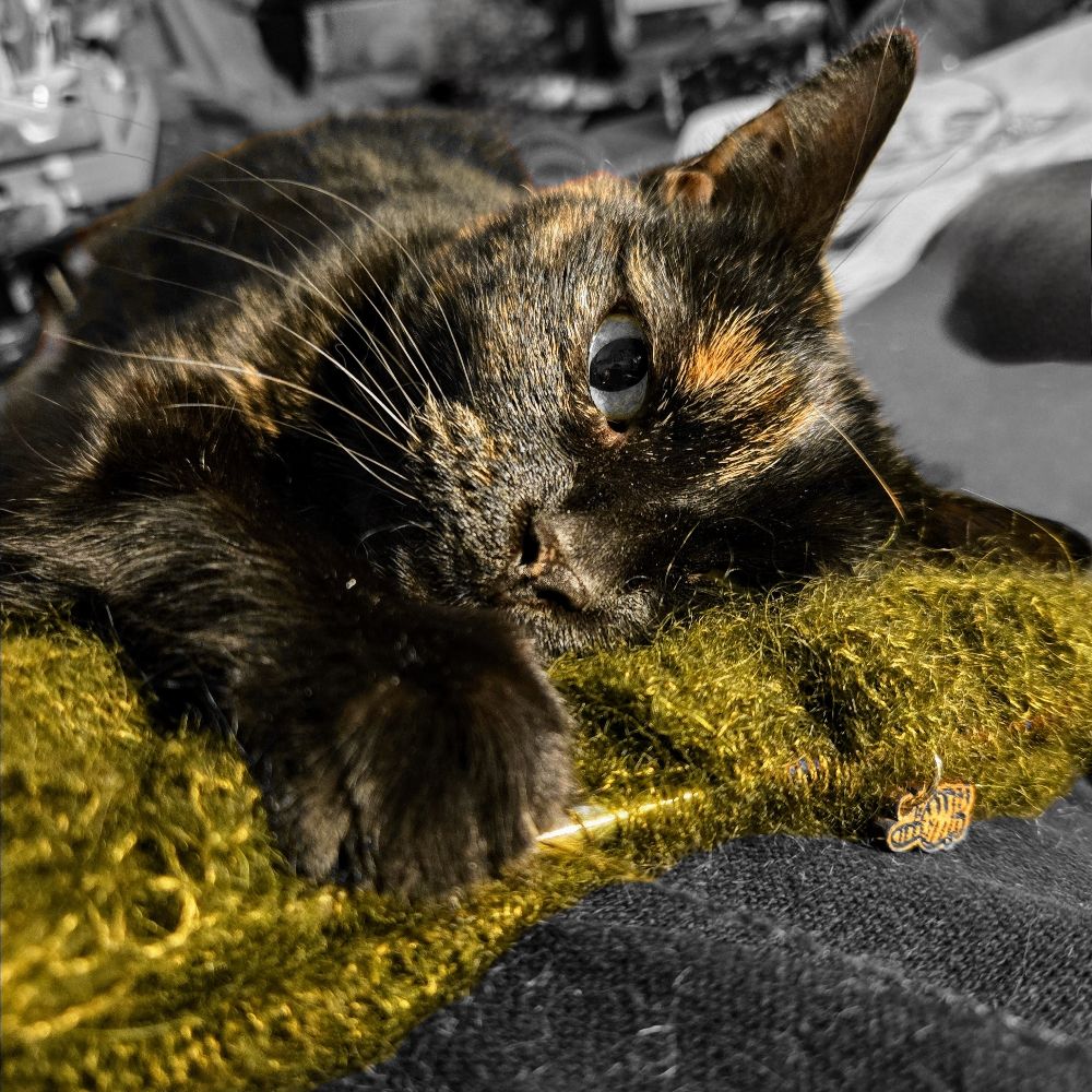 Lab cat