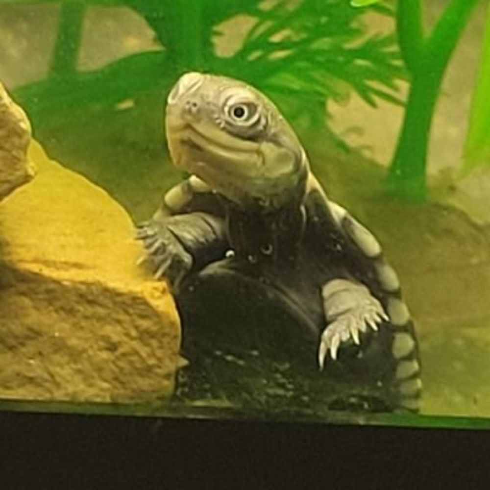 Nate, Fan of Turtles