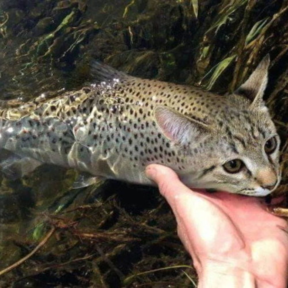 piralea