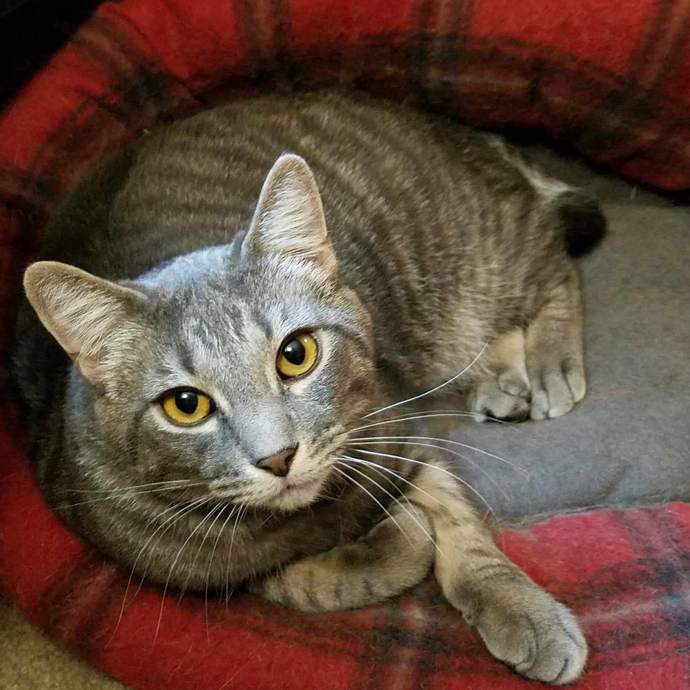 Veronica (Ruby), Queen of Whimsy
