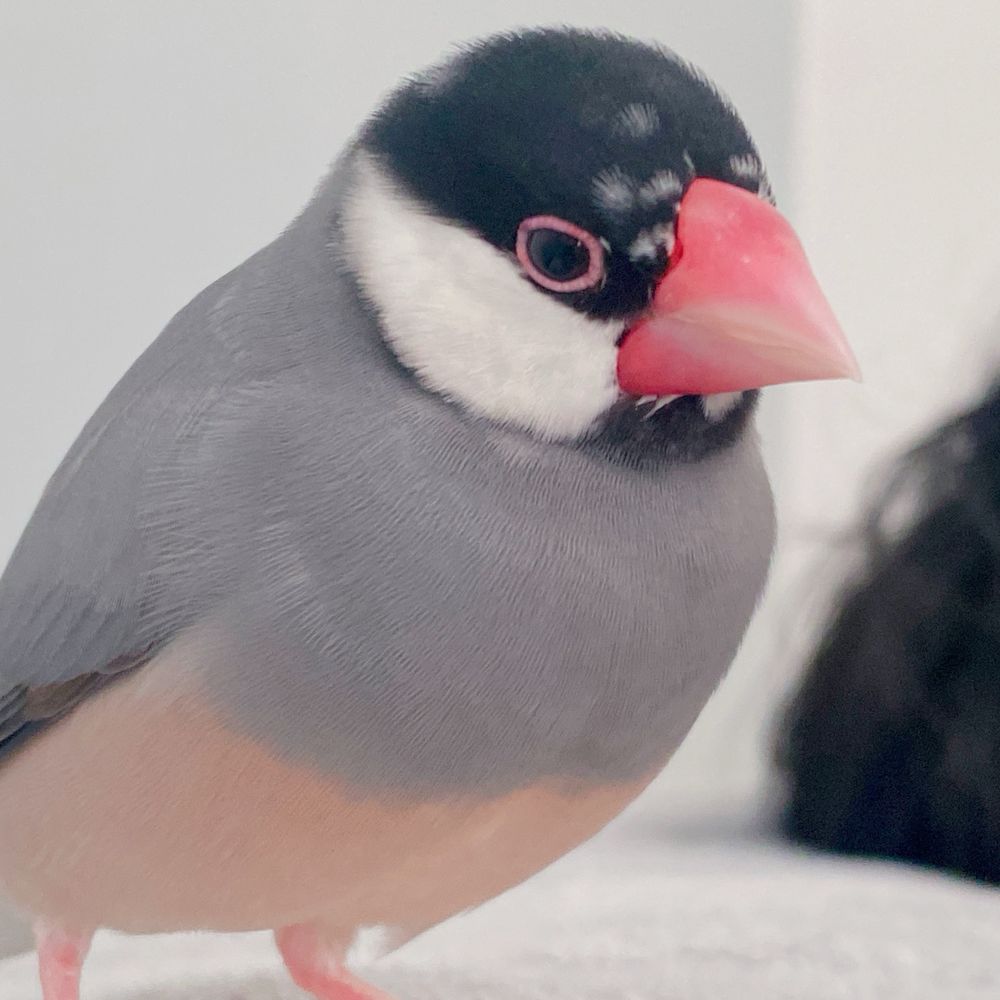 ねろ