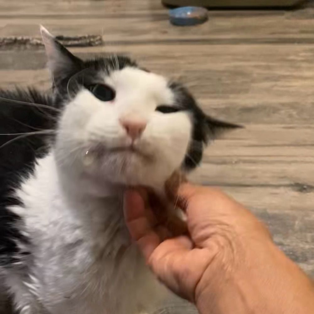 Pita Purr
