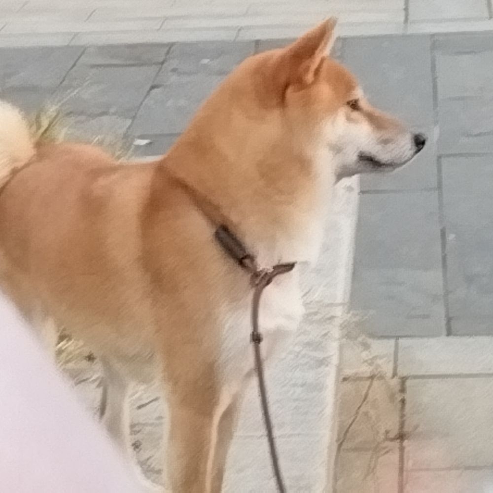 笨蛋的飞机