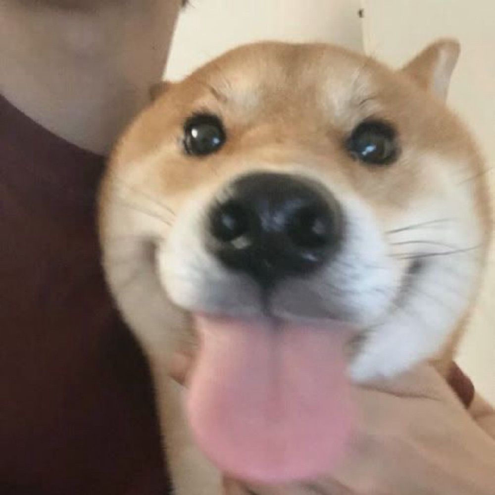 히마탈밥냥이