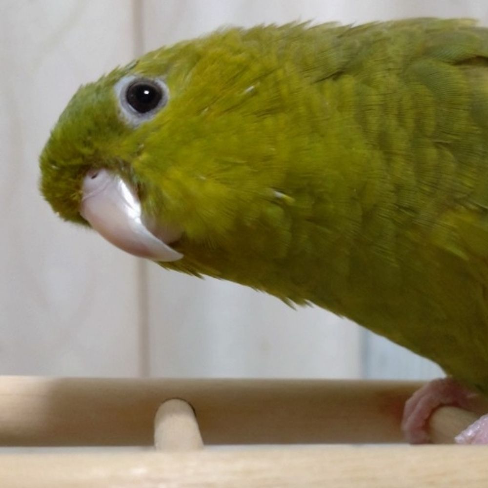 ミチコ