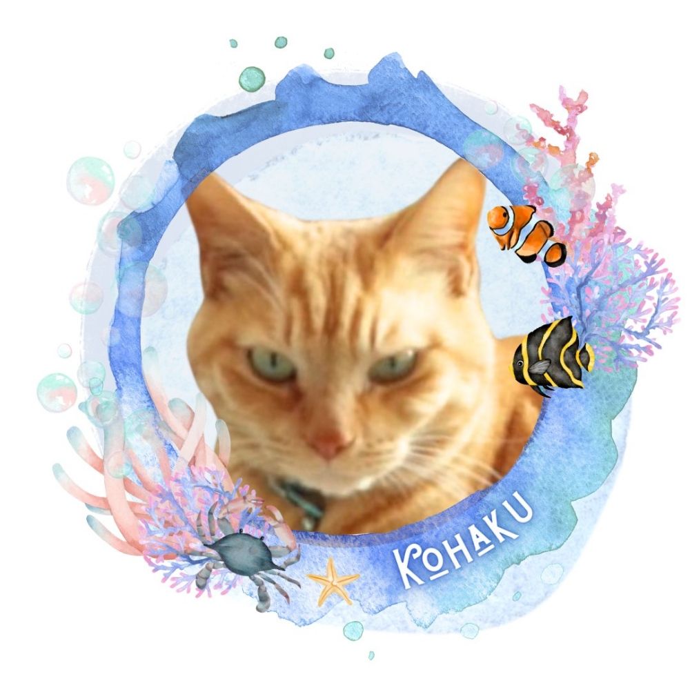 くみこはく