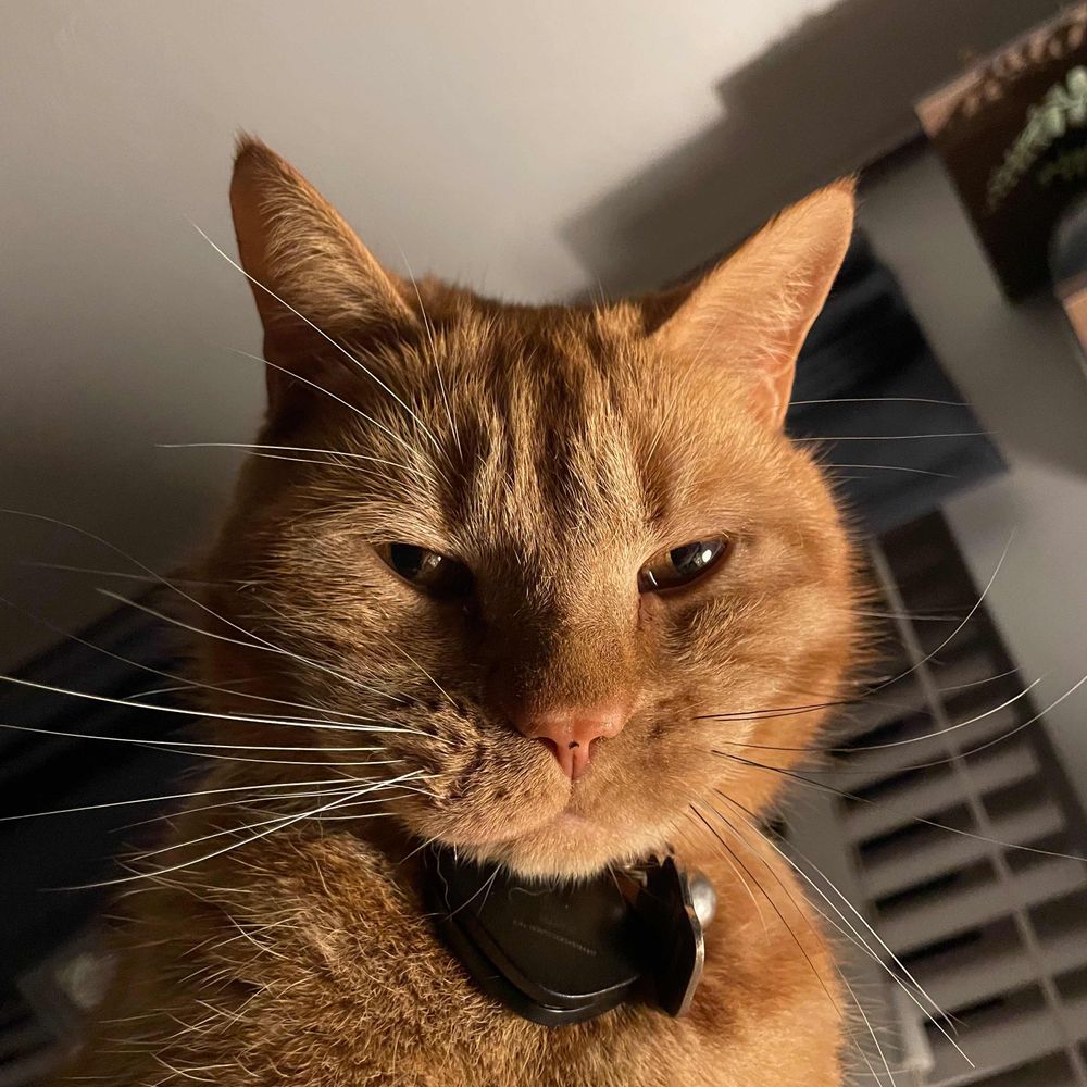 Tom🐈‍⬛Bowie🐈Hans😽Chewbacca🐱