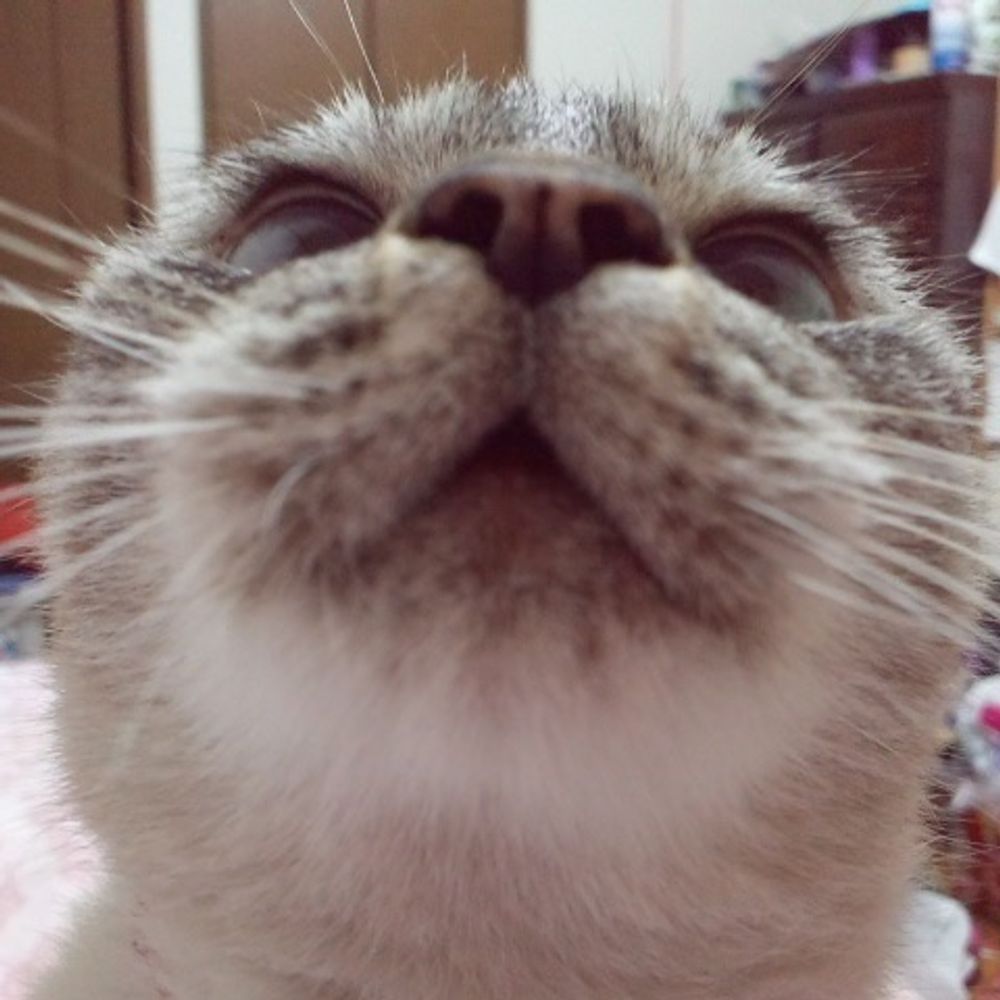 🐈拳で語る猫好き猫嶋二世🐾