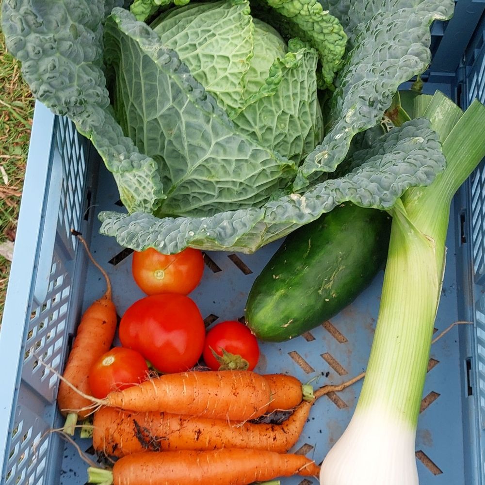 Allotmentlife31a