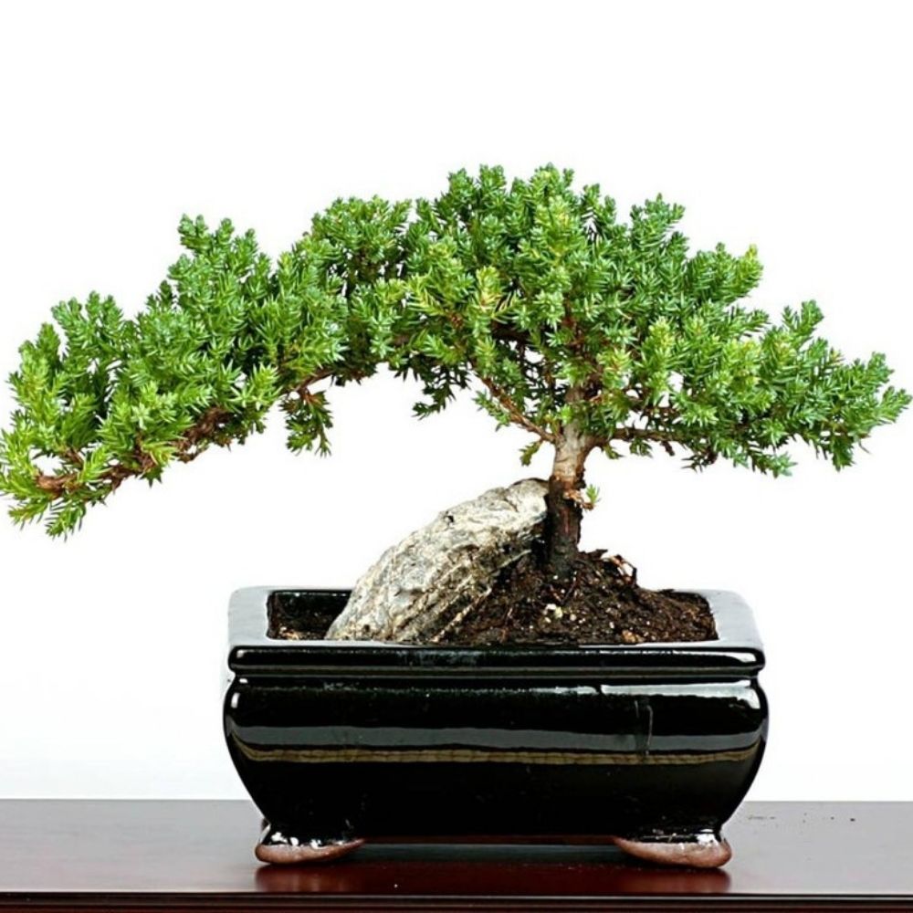 buckaroosbonsai.bsky.social on Bluesky