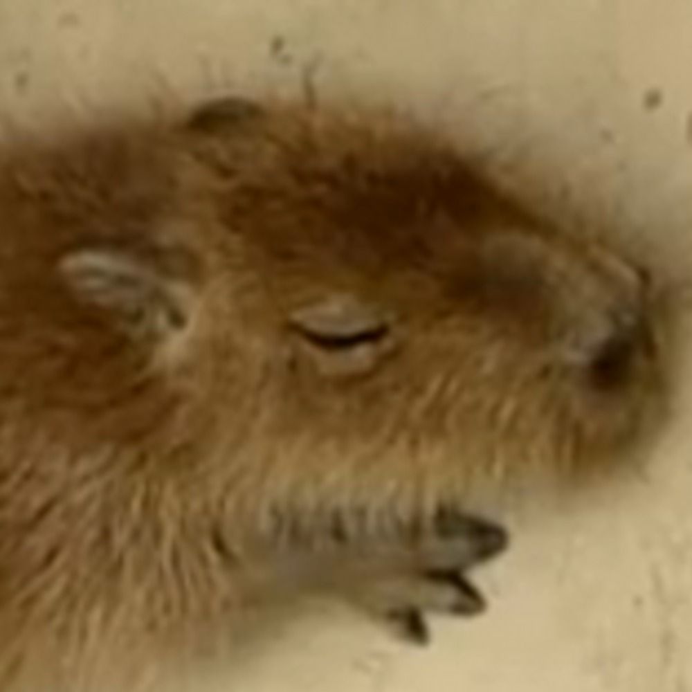 ぢつにんさん