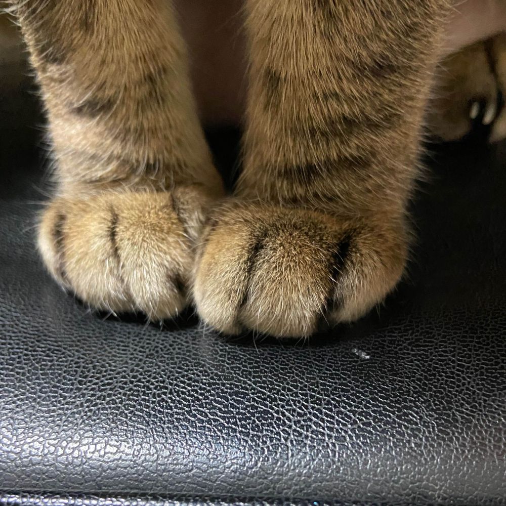 ねこ