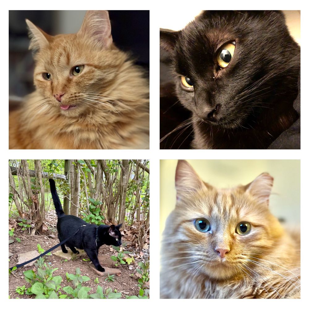 Purr Fleurkins 🇨🇦