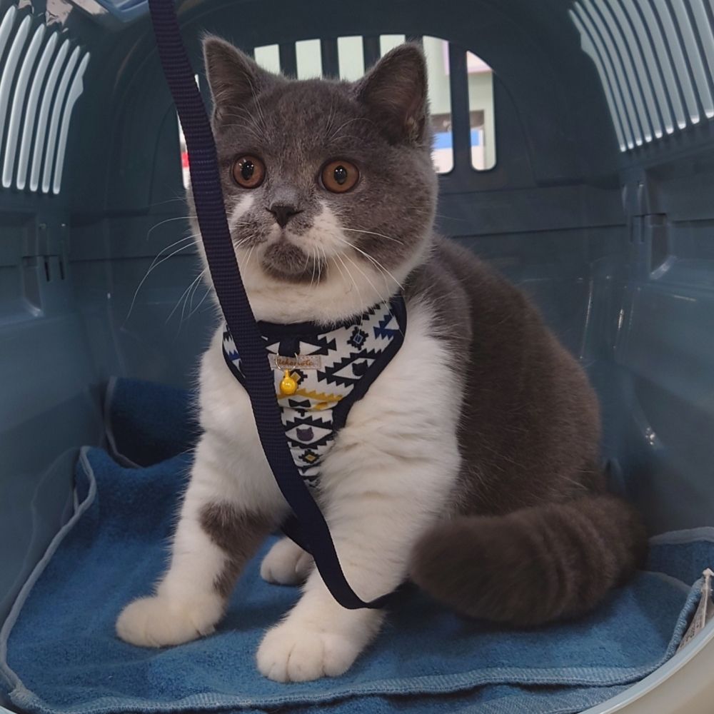 ﾆﾜﾄﾘの動物部屋