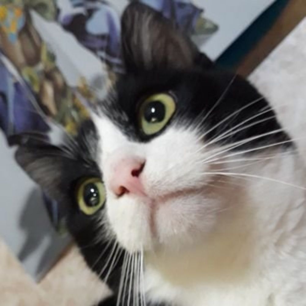 yuki