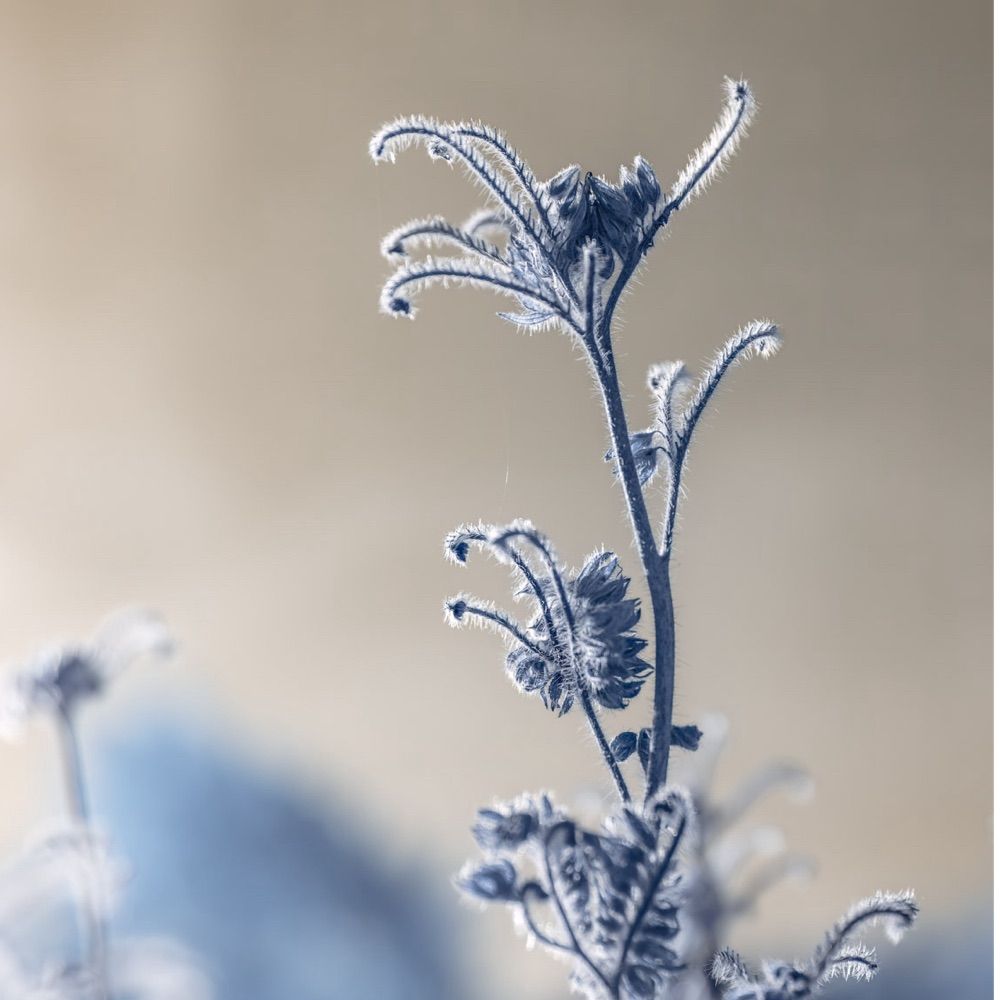 Phacelia