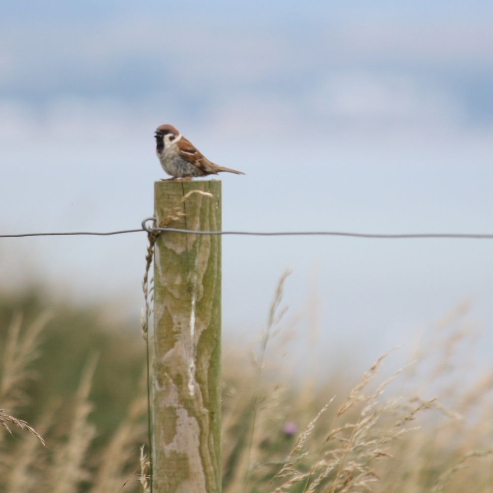 The Birding Blogger