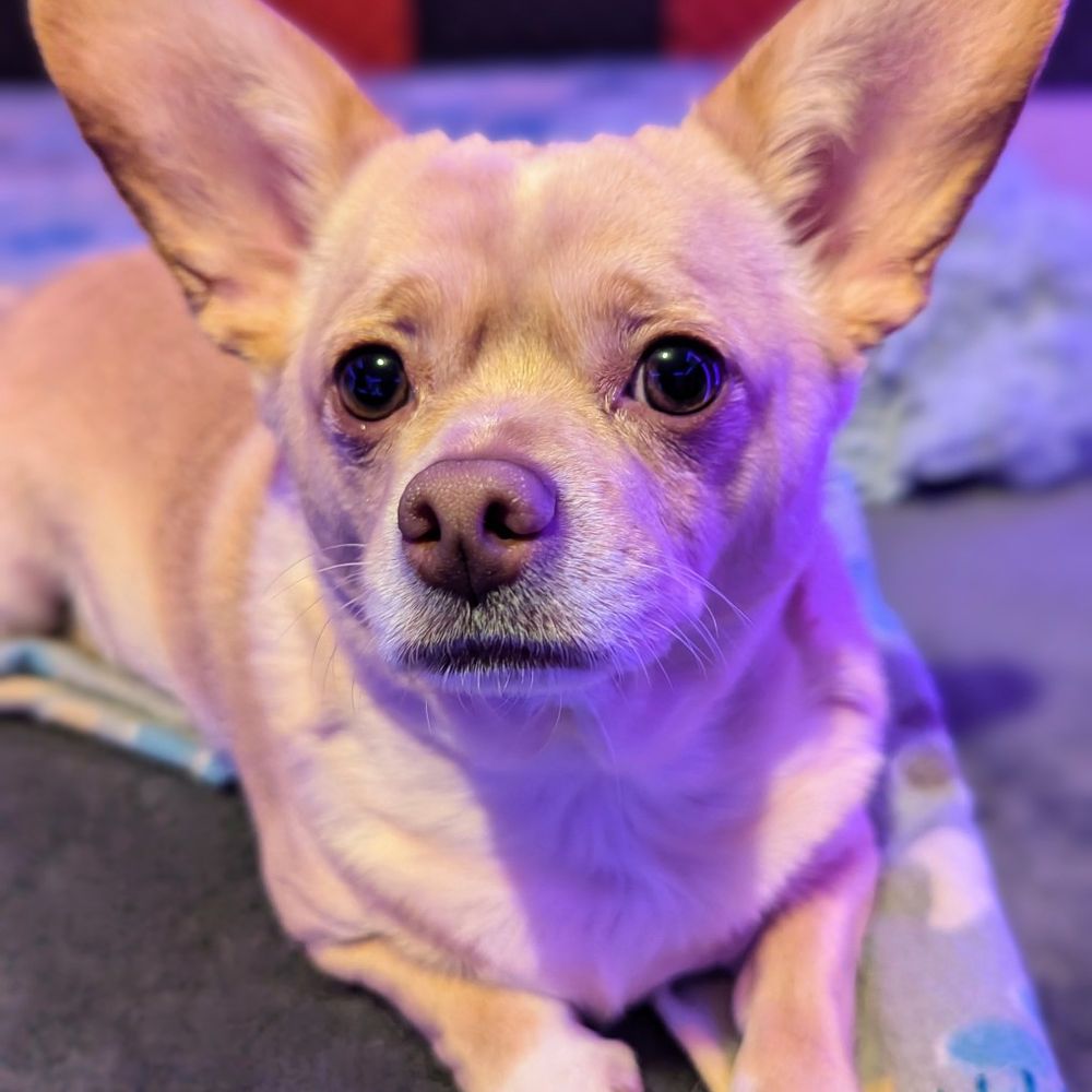 Chihuahua Dad