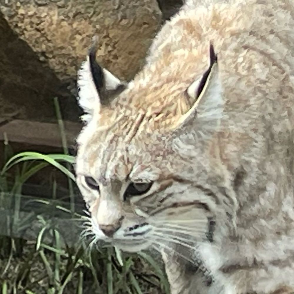 猫ちゃんランド