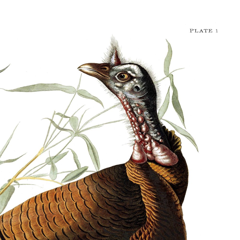 The Birds of America